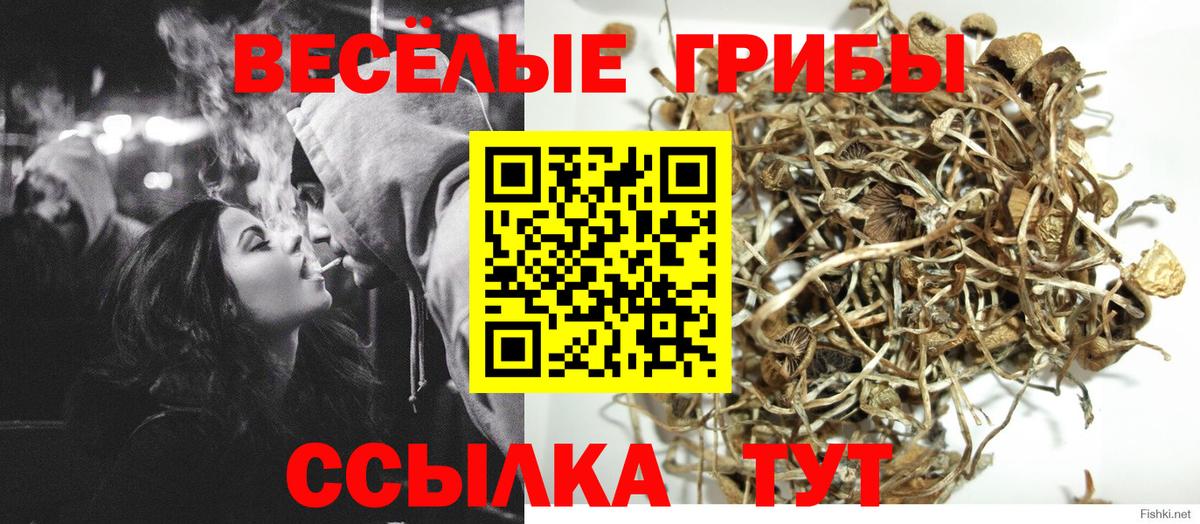 Псилоцибиновые грибы Psilocybine cubensis  Домодедово 